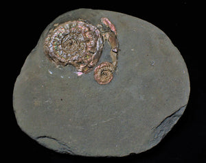 Pearlescent iridescent Psiloceras multi-ammonite display piece