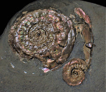 Load image into Gallery viewer, Pearlescent iridescent Psiloceras multi-ammonite display piece
