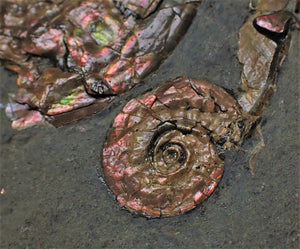 Pearlescent iridescent Psiloceras multi-ammonite display piece