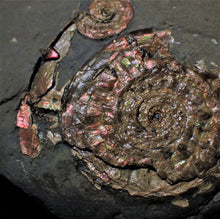 Load image into Gallery viewer, Pearlescent iridescent Psiloceras multi-ammonite display piece
