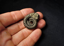 Load image into Gallery viewer, Crucilobiceras pyrite ammonite fossil (35 mm)
