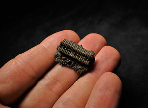 Detailed little 3D crinoid stem fossil (25 mm)