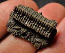 Load image into Gallery viewer, Detailed little 3D crinoid stem fossil (25 mm)
