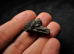 Detailed little 3D crinoid stem fossil (27 mm)