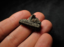 Load image into Gallery viewer, Detailed little 3D crinoid stem fossil (27 mm)
