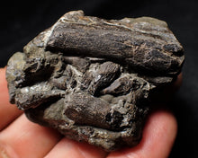 Load image into Gallery viewer, Pyrite ichthyosaur jaw with teeth from Lyme Regis

