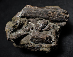Pyrite ichthyosaur jaw with teeth from Lyme Regis