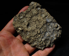 Load image into Gallery viewer, Huge pyrite multi-ammonite &amp; bivalve fossil (97mm)
