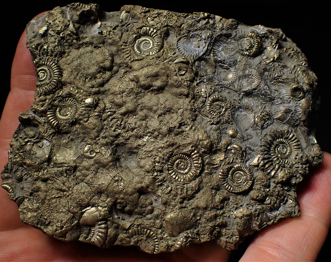 Huge pyrite multi-ammonite & bivalve fossil (97mm)