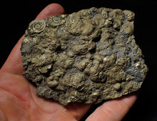 Load image into Gallery viewer, Huge pyrite multi-ammonite &amp; bivalve fossil (97mm)
