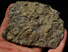 Load image into Gallery viewer, Huge pyrite multi-ammonite &amp; bivalve fossil (97mm)
