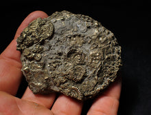 Load image into Gallery viewer, Huge pyrite multi-ammonite &amp; bivalve fossil (72mm)
