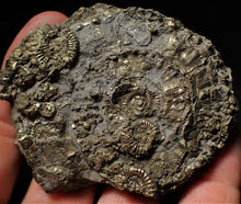 Load image into Gallery viewer, Huge pyrite multi-ammonite &amp; bivalve fossil (72mm)

