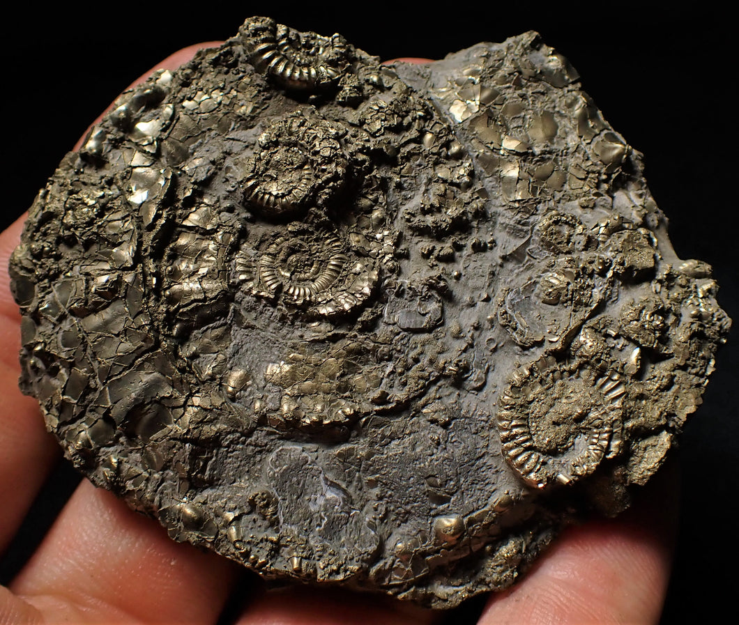 Huge pyrite multi-ammonite & bivalve fossil (72mm)