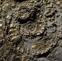 Load image into Gallery viewer, Huge pyrite multi-ammonite &amp; bivalve fossil (72mm)
