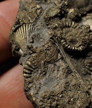Load image into Gallery viewer, Huge pyrite multi-ammonite &amp; bivalve fossil (72mm)
