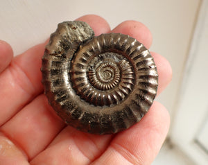 Very large Crucilobiceras pyrite ammonite fossil (49 mm)