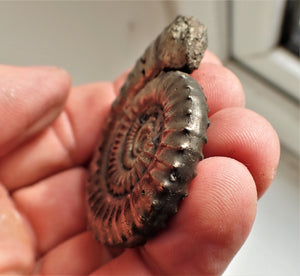 Very large Crucilobiceras pyrite ammonite fossil (49 mm)