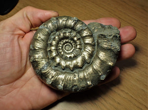 Huge chunky pyrite Eoderoceras ammonite (101 mm)