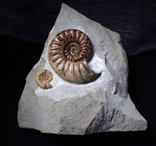 Load image into Gallery viewer, Sculptural Asteroceras obtusum display ammonite fossil (98 mm)
