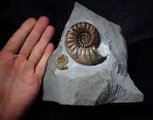 Load image into Gallery viewer, Sculptural Asteroceras obtusum display ammonite fossil (98 mm)
