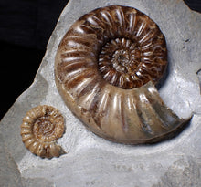 Load image into Gallery viewer, Sculptural Asteroceras obtusum display ammonite fossil (98 mm)
