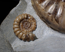 Load image into Gallery viewer, Sculptural Asteroceras obtusum display ammonite fossil (98 mm)
