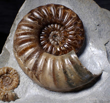 Load image into Gallery viewer, Sculptural Asteroceras obtusum display ammonite fossil (98 mm)
