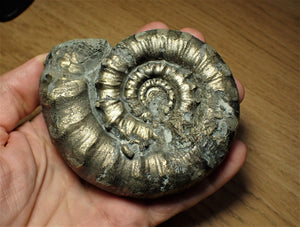 Huge chunky pyrite Eoderoceras ammonite (101 mm)