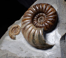 Load image into Gallery viewer, Sculptural Asteroceras obtusum display ammonite fossil (98 mm)
