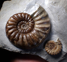 Load image into Gallery viewer, Sculptural Asteroceras obtusum display ammonite fossil (98 mm)
