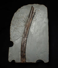 Load image into Gallery viewer, Large Jurassic ichthyosaur rib from Lyme Regis
