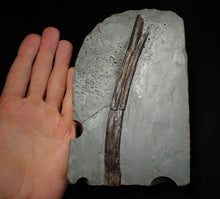 Load image into Gallery viewer, Large Jurassic ichthyosaur rib from Lyme Regis

