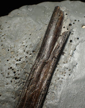Load image into Gallery viewer, Large Jurassic ichthyosaur rib from Lyme Regis
