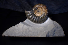 Load image into Gallery viewer, Sculptural Asteroceras obtusum display ammonite fossil (98 mm)
