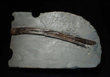 Load image into Gallery viewer, Large Jurassic ichthyosaur rib from Lyme Regis

