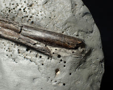 Load image into Gallery viewer, Large Jurassic ichthyosaur rib from Lyme Regis
