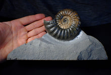 Load image into Gallery viewer, Sculptural Asteroceras obtusum display ammonite fossil (98 mm)
