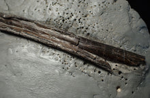 Load image into Gallery viewer, Large Jurassic ichthyosaur rib from Lyme Regis
