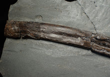 Load image into Gallery viewer, Large Jurassic ichthyosaur rib from Lyme Regis
