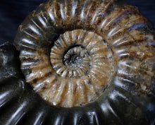 Load image into Gallery viewer, Sculptural Asteroceras obtusum display ammonite fossil (98 mm)
