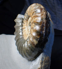 Load image into Gallery viewer, Sculptural Asteroceras obtusum display ammonite fossil (98 mm)
