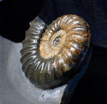 Load image into Gallery viewer, Sculptural Asteroceras obtusum display ammonite fossil (98 mm)
