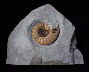Colourful Asteroceras obtusum display ammonite fossil (55 mm)
