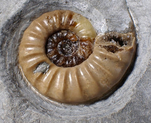 Colourful Asteroceras obtusum display ammonite fossil (55 mm)