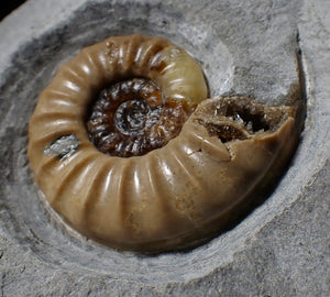Colourful Asteroceras obtusum display ammonite fossil (55 mm)
