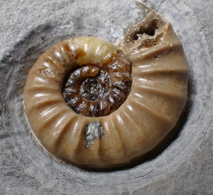 Colourful Asteroceras obtusum display ammonite fossil (55 mm)