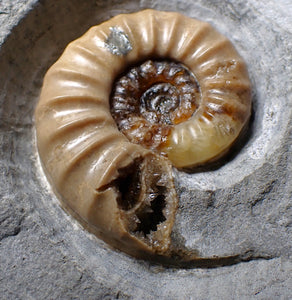 Colourful Asteroceras obtusum display ammonite fossil (55 mm)