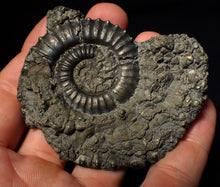 Load image into Gallery viewer, Large Crucilobiceras pyrite ammonite fossil (75 mm)

