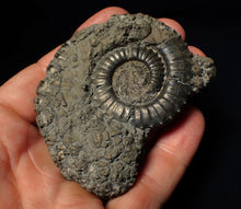 Load image into Gallery viewer, Large Crucilobiceras pyrite ammonite fossil (75 mm)
